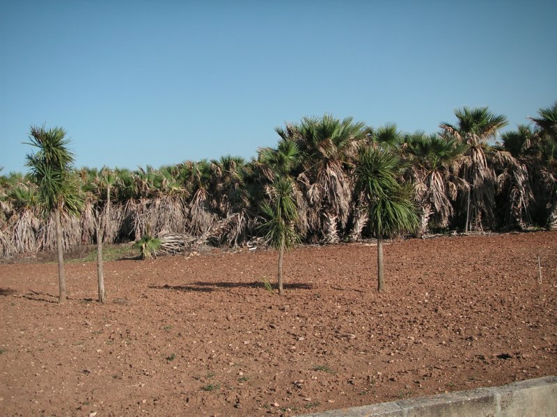 campo (14)  FOTOS IMAGENES